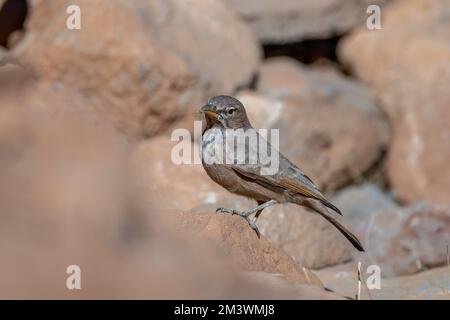 Larche du désert, Ammomanes déserti. Un oiseau commun du désert. Banque D'Images