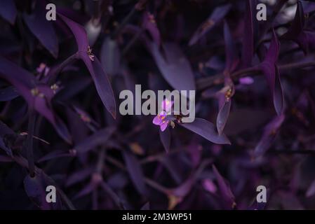 Plante de coeur violet sombre floue, gros plan. Reine pourpre ou tradescantia pallida Banque D'Images