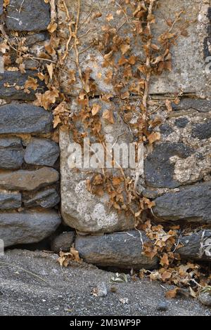 Ivy, Hedera Helix Dead Ivy sur le vieux mur en raison de la sécheresse record et de la chaleur extrême provoquée par la crise climatique. Plus de 3 mois de sécheresse et de températures élevées Banque D'Images