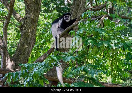 Muenster, Allemagne - 07 30 2022: Singe colobus noir et blanc assis haut dans un arbre dans son enceinte vivant en captivité Banque D'Images