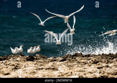 Un troupeau de Royal Stern oiseaux volant sur un troupeau d'oiseaux sur la plage barbotant sur l'eau Banque D'Images