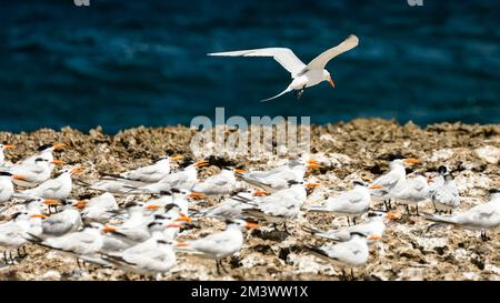 Un oiseau de sterne royale volant sur un troupeau d'oiseaux de sternes royales sur la plage par mer bleue Banque D'Images