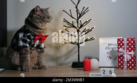 Le chat écossais gris droit à la maison sur le lit lui-même célèbre un joyeux Noël et le nouvel an dans une chemise et une cravate rouge, des lunettes un arbre de Noël décoratif décoré sur 25 décembre 2023. Banque D'Images