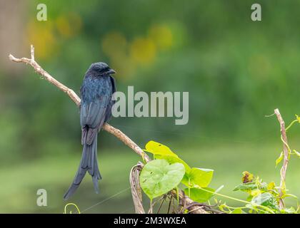 Un oiseau drongo noir assis sur une branche d'arbre dans le parc avec un fond vert flou Banque D'Images