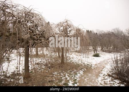 Branches décoratives suspendues d'un mûrier dans un jardin d'hiver Banque D'Images