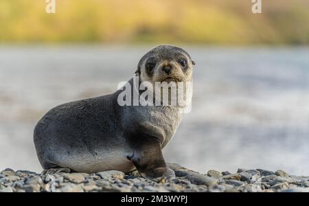 Jeune bébé de phoque à fourrure de l'Antarctique (Arctocephalus gazella) en Géorgie du Sud dans son environnement naturel Banque D'Images