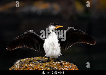 Le petit Cormorant à pied étalant ses ailes pour sécher. Banque D'Images