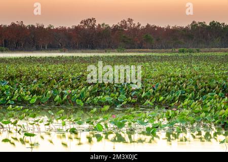 Les zones humides de Mamukala sont un refuge d'oiseaux dans le parc national de Kakadu. Banque D'Images