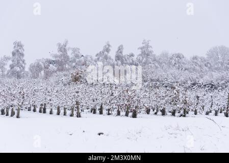 Verger aux pommes recouvert de neige Banque D'Images
