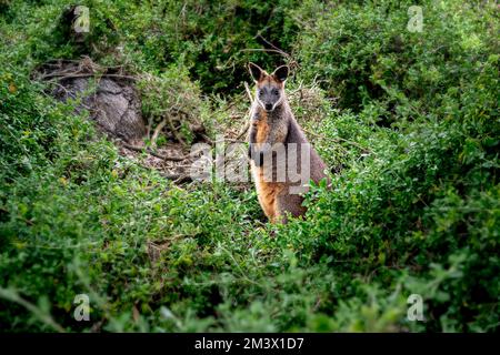 Marais Wallaby dans son environnement naturel. Banque D'Images