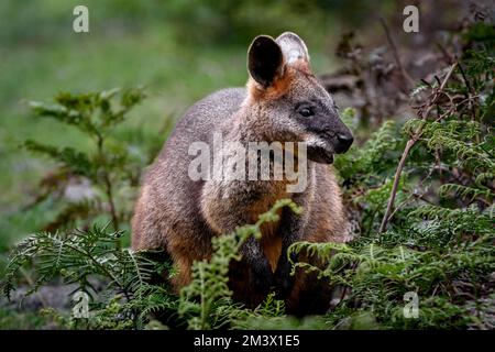 Marais Wallaby dans son environnement naturel. Banque D'Images