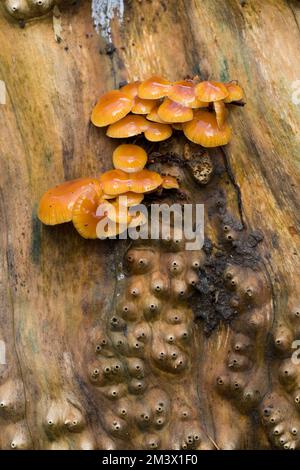 Corps de fructification du champignon de la tige de velours (Flammulina velutipes) sur une souche d'un sage (Sambucus nigra). Powys, pays de Galles. Février. Banque D'Images