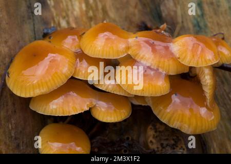 Corps de fructification du champignon de la tige de velours (Flammulina velutipes) sur une souche d'un sage (Sambucus nigra). Powys, pays de Galles. Février. Banque D'Images