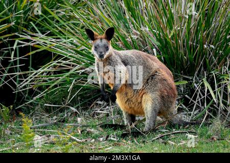 Marais Wallaby dans son environnement naturel. Banque D'Images