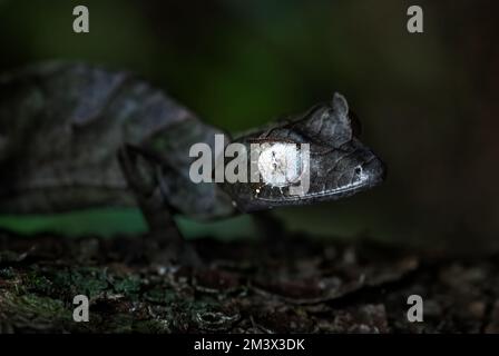 Gecko - Uroplatus phantasticus, lézard gecko unique issu des forêts de Madagascar, Parc national de Ranomafana, Madagascar. Banque D'Images