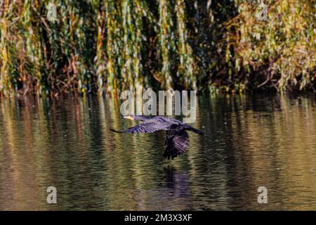 Cormorant survolant Banque D'Images