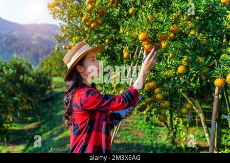 Femme agricole asiatique travaillant et inspectant la qualité des fruits orange biologiques dans le verger orange. Industrie agricole avec concept de technologie. Ferme intelligente. Banque D'Images