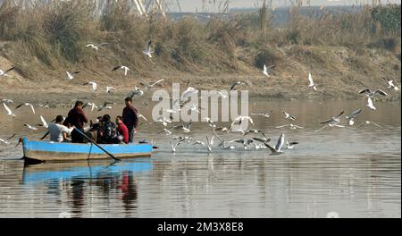 17 décembre 2022, Delhi, Delhi, Inde : volent pour manger........ Seagull course à la mouche pour l'alimentation sarrounding bateau touristique à la banque de Yamuna à New Delhi (Credit image: © Ravi Batra/ZUMA Press Wire) Banque D'Images