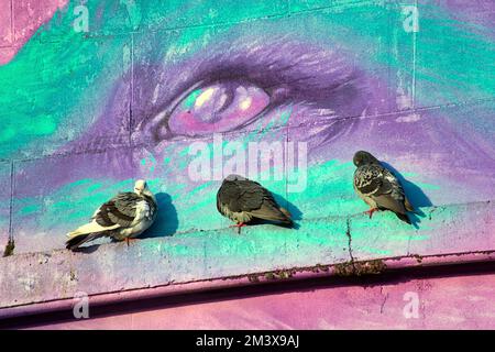 pigeons qui rôtifient sous l'œil d'un renard mural Banque D'Images