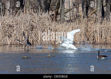 Un cygne muet attaque une oie de venir à proximité de son nid. Banque D'Images