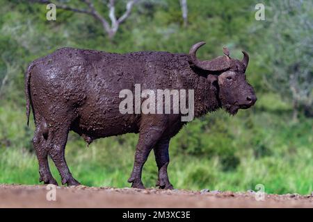 Buffle boueux du cap (Syncerus caffer) dans un trou d'eau de la réserve privée de Zimanga, Afrique du Sud. Banque D'Images