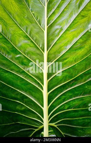 Arrière-plan de la macro feuille verte. Gros plan texture et motif de plante organique. Mise au point sélectionnée. Nature, feuillage, fond biologique. Photo de haute qualité Banque D'Images