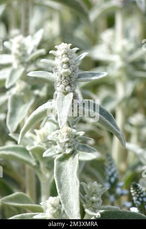 Vue rapprochée d'une plante agneau's Ear avec des feuilles douces et veloutées et une forme de pointe de fleur dans un cadre de jardin. Banque D'Images