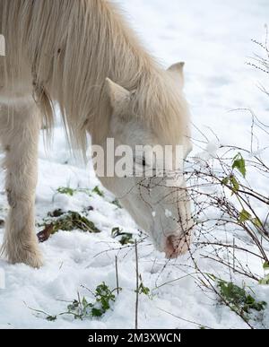 Cheval dans la neige paddle pâturage Banque D'Images