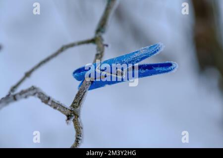 Un crochet en plastique bleu dans une branche d'arbre Banque D'Images