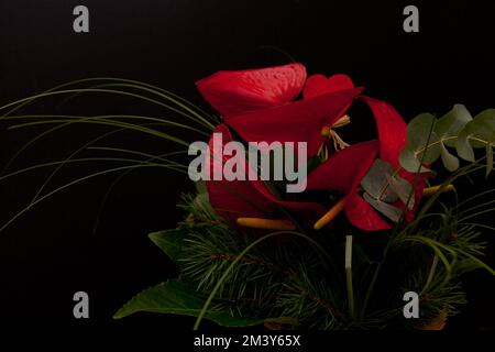 calas rouges avec pin. bouquet rouge sur fond noir. nénuphars à l'eucalyptus Banque D'Images