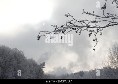 Schneebematte Äste mit Sonnenlicht von hinten durch Wolken Banque D'Images