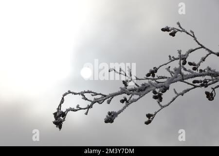 Schneebematte Äste mit Sonnenlicht von hinten durch Wolken Banque D'Images