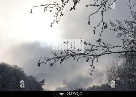 Schneebematte Äste mit Sonnenlicht von hinten durch Wolken Banque D'Images