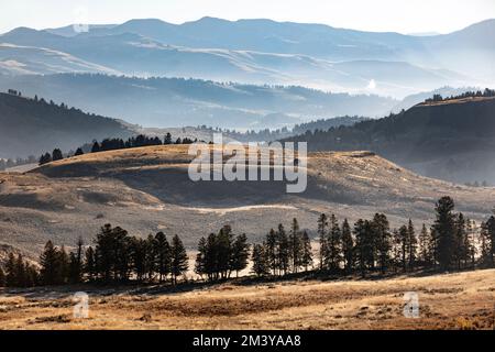 WY05181-00....WYOMING - lignes Ridge près de Tower Junction, parc national de Yellowstone. Banque D'Images