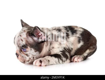 Chiot bouledogue français, in front of white background Banque D'Images