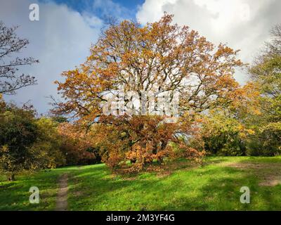 Un chêne solitaire avec des feuilles dorées dans un parc par une journée ensoleillée de novembre Banque D'Images