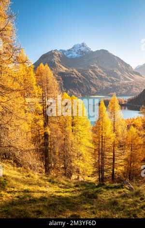 De grands mélèzes jaunes le long d'un lac dans la vallée de l'Engadin, en Suisse, en octobre Banque D'Images