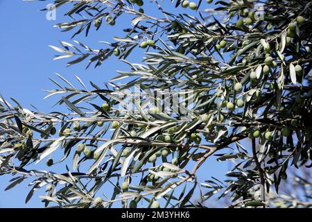 Olives (Olea europaea) sur l'olivier au ciel bleu, Lesbos prises septembre / octobre 2022. Banque D'Images