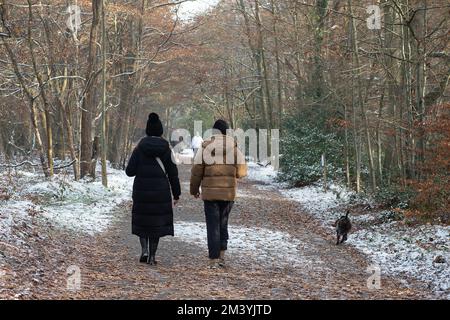 Farnham Common, Buckinghamshire, Royaume-Uni. 17th décembre 2022. Les marcheurs profitent de la dernière neige sur une autre journée très glacielle dans les magnifiques bois de Burnham Beeches dans Buckinghamshire. Un avertissement météo jaune en place ce soir pour la glace. Les températures sont, cependant, dues à la hausse substantielle demain suivi de fortes pluies. Crédit : Maureen McLean/Alay Live News Banque D'Images