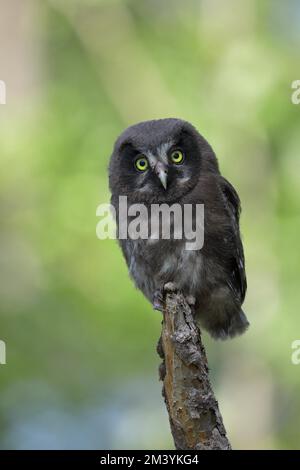 OWL de Tengmalm (Aegolius funereus), jeune oiseau assis sur bois mort, Rhénanie-du-Nord-Westphalie, Allemagne Banque D'Images