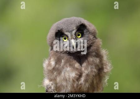OWL de Tengmalm (Aegolius funereus), jeune oiseau, portrait d'animal, Rhénanie-du-Nord-Westphalie, Allemagne Banque D'Images