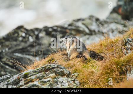 Marmotte alpine (Marmota marmota) sur un rocher à la fin de l'automne, Grossglockner, Parc national de la haute Tauern, Autriche, Europe Banque D'Images