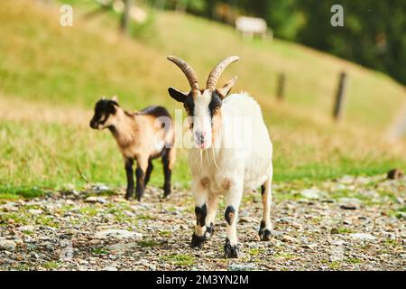 Chèvres domestiques (Capra hircus), mère avec enfant, aller, faune Parc Aurach près de Kitzbuehl, Autriche, Europe Banque D'Images