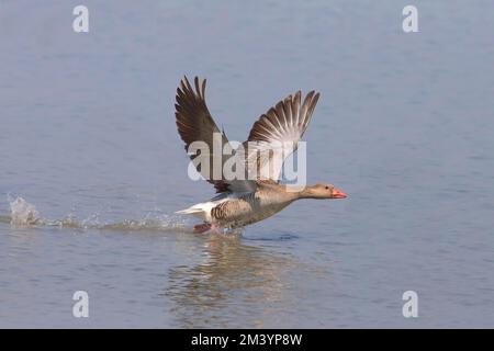 L'oie graylag (Anser anser) prend son envol d'eau peu profonde, parc national du lac Neusiedl, Seewinkel, Burgenland, Autriche Banque D'Images