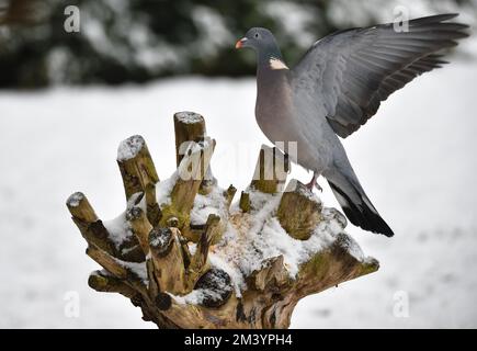 Pigeon en bois commun (columba palumbus) débarquant sur le terrain d'alimentation en hiver, en Allemagne Banque D'Images