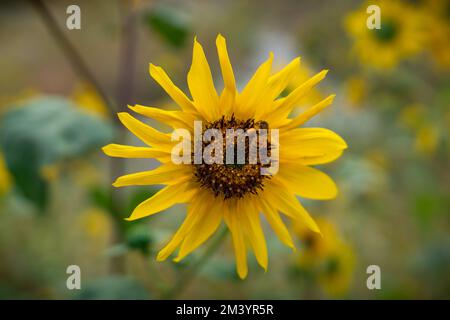 Un cliché sélectif d'abeille occidentale (Bombus occidentalis) pollinisant un tournesol dans les montagnes de la Sierra Nevada Banque D'Images