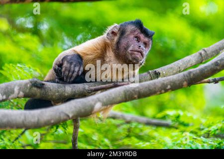 Singe Capuchin (Cebinae), assis à l'embranchement, Forest Park Sinop, Sinop, Mato Grosso, Brésil Banque D'Images