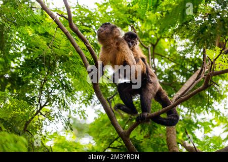 Singe Capuchin (Cebinae), assis à l'embranchement, Forest Park Sinop, Sinop, Mato Grosso, Brésil Banque D'Images