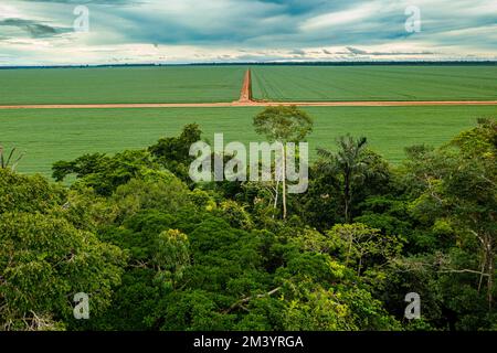 Champs de soja géants, Sinop, Mato Grosso, Brésil Banque D'Images