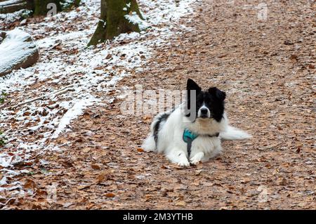 Farnham Common, Buckinghamshire, Royaume-Uni. 17th décembre 2022. Un beau chien de secours de Roumanie attend patiemment son propriétaire. Crédit : Maureen McLean/Alay Live News Banque D'Images
